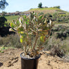 Felt Plant - Kalanchoe beharensis&