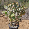 Felt Plant - Kalanchoe beharensis&