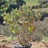 Felt Plant - Kalanchoe beharensis&