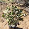 Felt Plant - Kalanchoe beharensis&