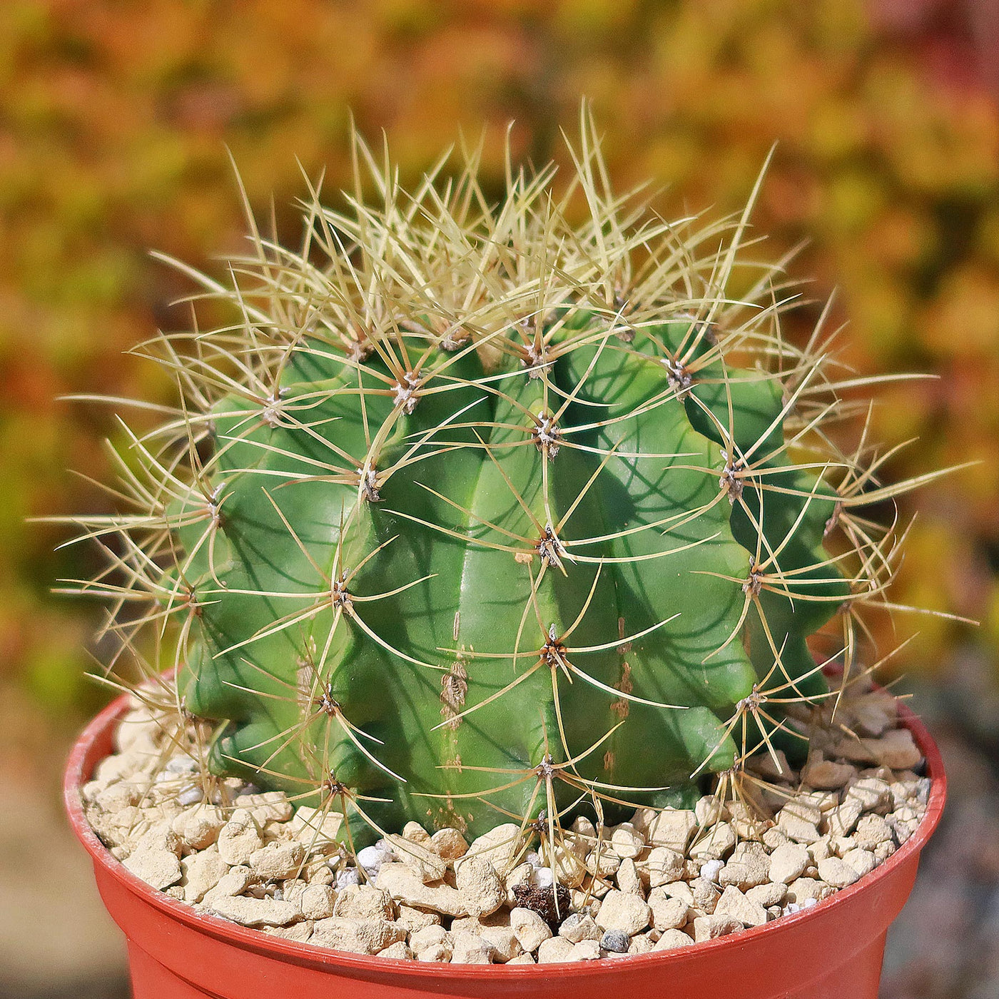 Blue Barrel Cactus - Ferocactus glaucescens -15