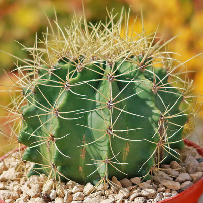 Blue Barrel Cactus - Ferocactus glaucescens - 5