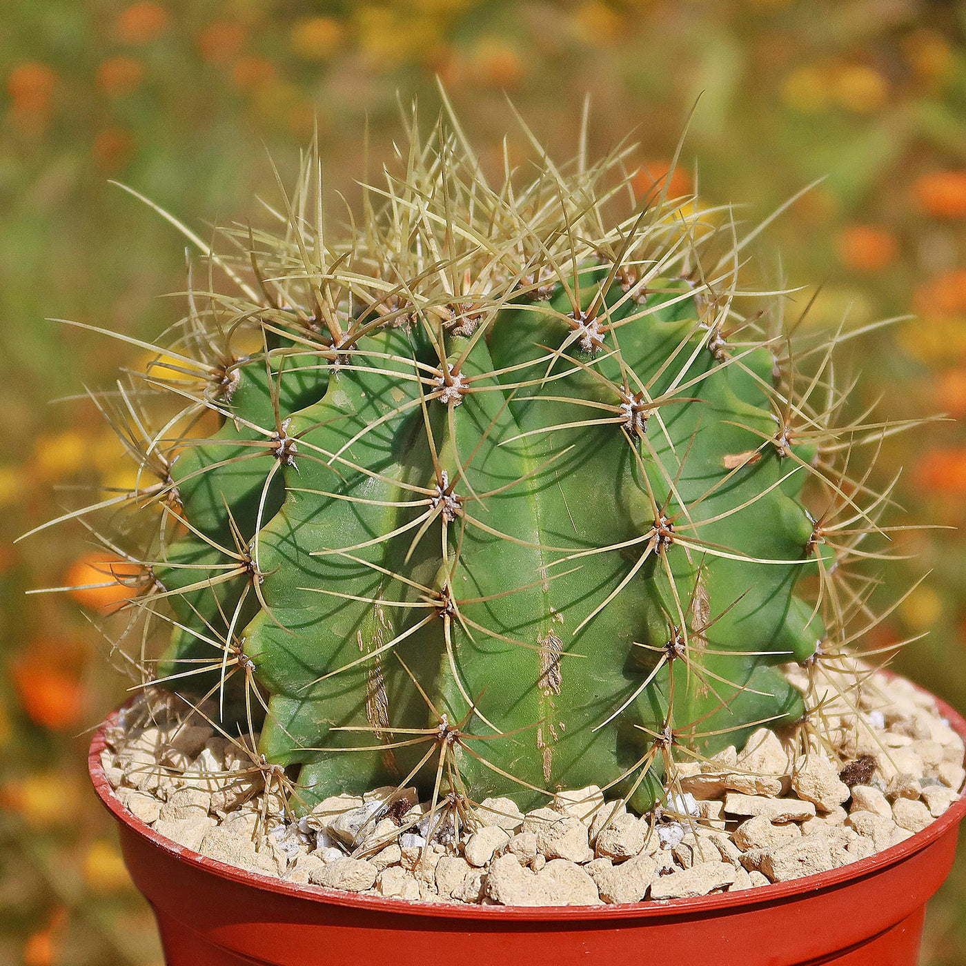 Blue Barrel Cactus - Ferocactus glaucescens -8
