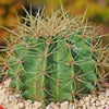 Blue Barrel Cactus - Ferocactus glaucescens -13