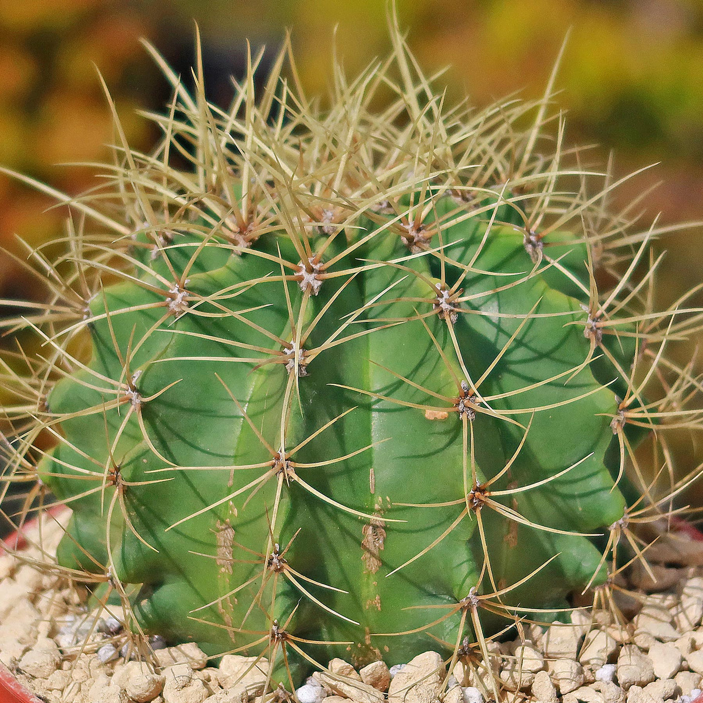 Blue Barrel Cactus - Ferocactus glaucescens -13
