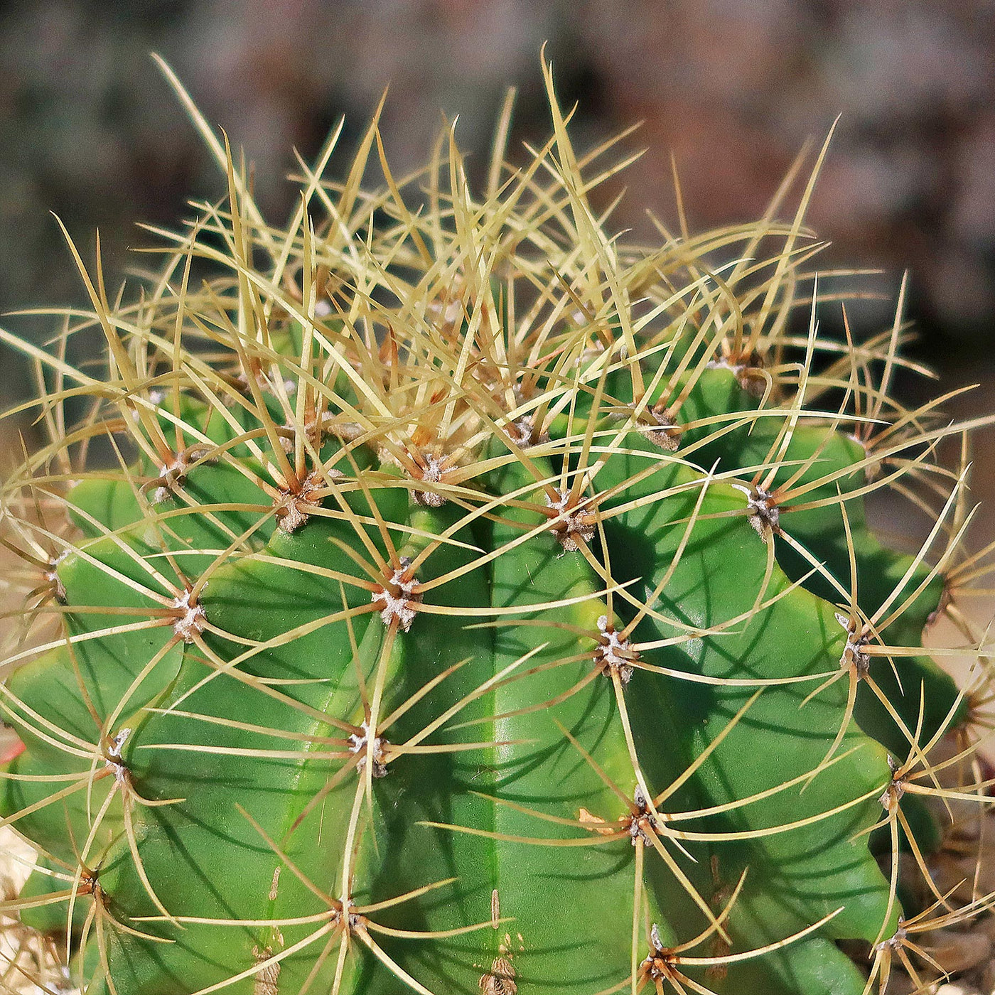 Blue Barrel Cactus - Ferocactus glaucescens -7