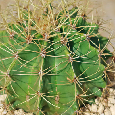 Blue Barrel Cactus - Ferocactus glaucescens - 6