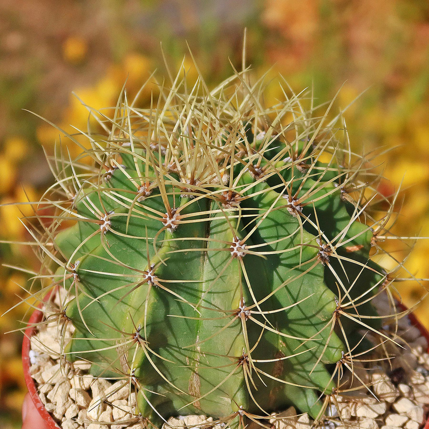 Blue Barrel Cactus - Ferocactus glaucescens -14