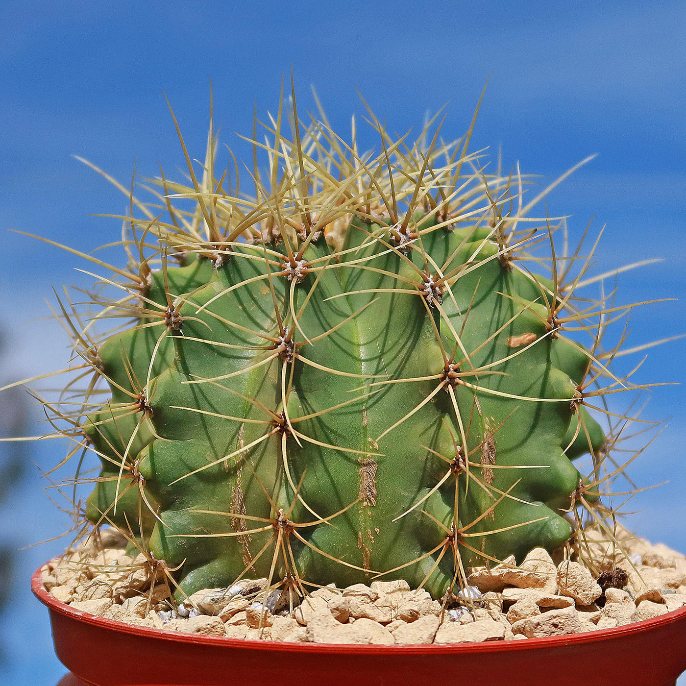 Blue Barrel Cactus - Ferocactus glaucescens -9