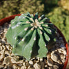 Ferocactus glaucescens &