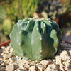 Ferocactus glaucescens &