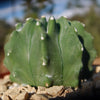 Ferocactus glaucescens &