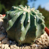 Ferocactus glaucescens &