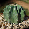 Ferocactus glaucescens &