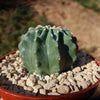 Ferocactus glaucescens &