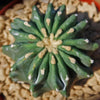 Ferocactus glaucescens &