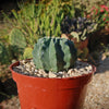 Ferocactus glaucescens &