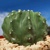 Ferocactus glaucescens &