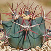 Fire Barrel Cactus – Ferocactus gracilis ‘Coloratus’