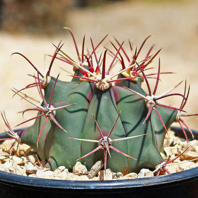 Fire Barrel Cactus - Ferocactus gracilis coloratus