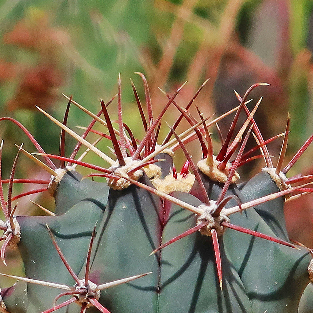 Fire Barrel Cactus – Ferocactus gracilis ‘Coloratus’