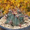 Fire Barrel Cactus – Ferocactus gracilis ‘Coloratus’