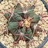 Fire Barrel Cactus – Ferocactus gracilis ‘Coloratus’