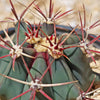 Fire Barrel Cactus – Ferocactus gracilis ‘Coloratus’