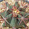 Fire Barrel Cactus – Ferocactus gracilis ‘Coloratus’