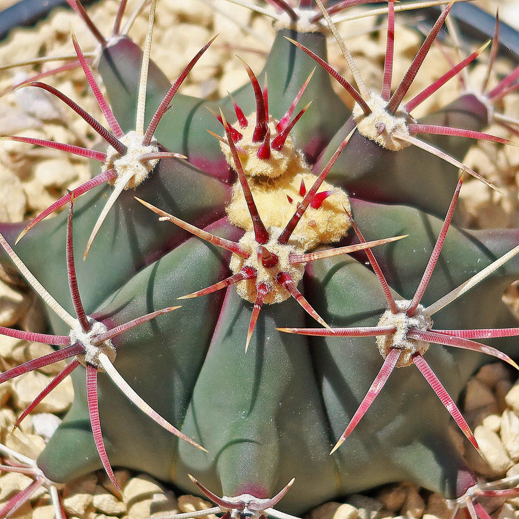 Fire Barrel Cactus – Ferocactus gracilis ‘Coloratus’