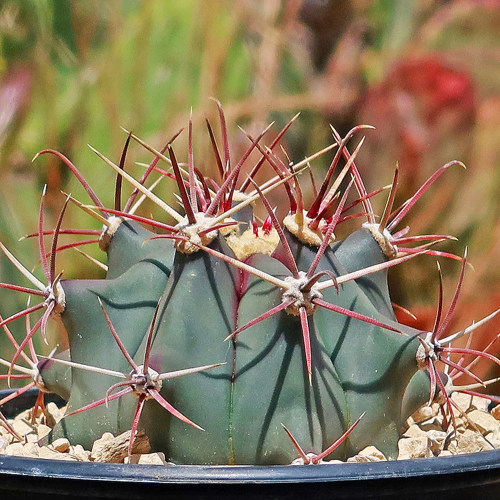 Fire Barrel Cactus – Ferocactus gracilis ‘Coloratus’