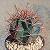 Ferocactus gracilis subs. Gatesii