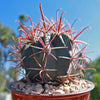 Ferocactus gracilis subs. Gatesii