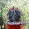 Ferocactus gracilis subs. Gatesii