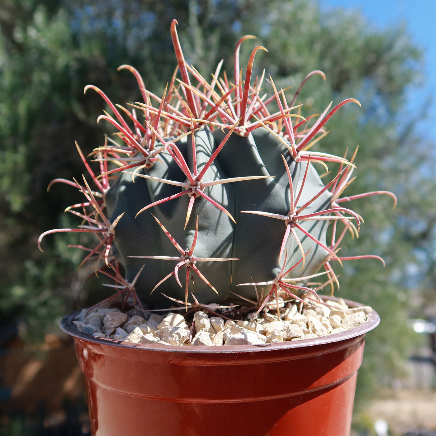 Ferocactus gracilis subs. Gatesii