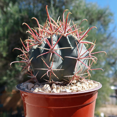 Ferocactus gracilis subs. Gatesii