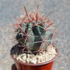 Ferocactus gracilis subs. Gatesii