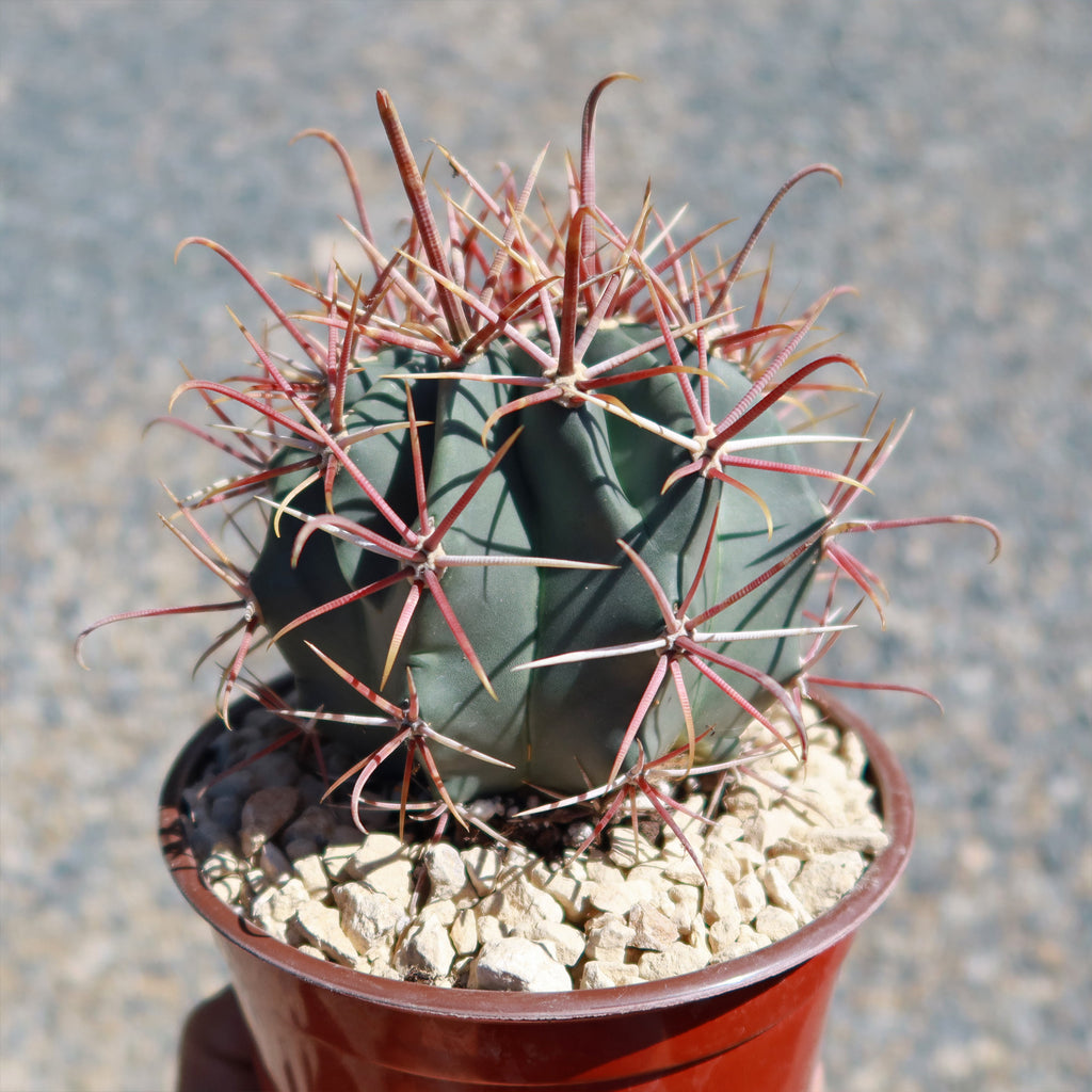 Ferocactus gracilis subs. Gatesii