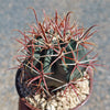 Ferocactus gracilis subs. Gatesii