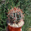 Ferocactus gracilis subs. Gatesii