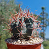 Ferocactus gracilis subs. Gatesii