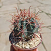 Ferocactus gracilis subs. Gatesii