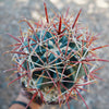 Ferocactus gracilis subs. Gatesii