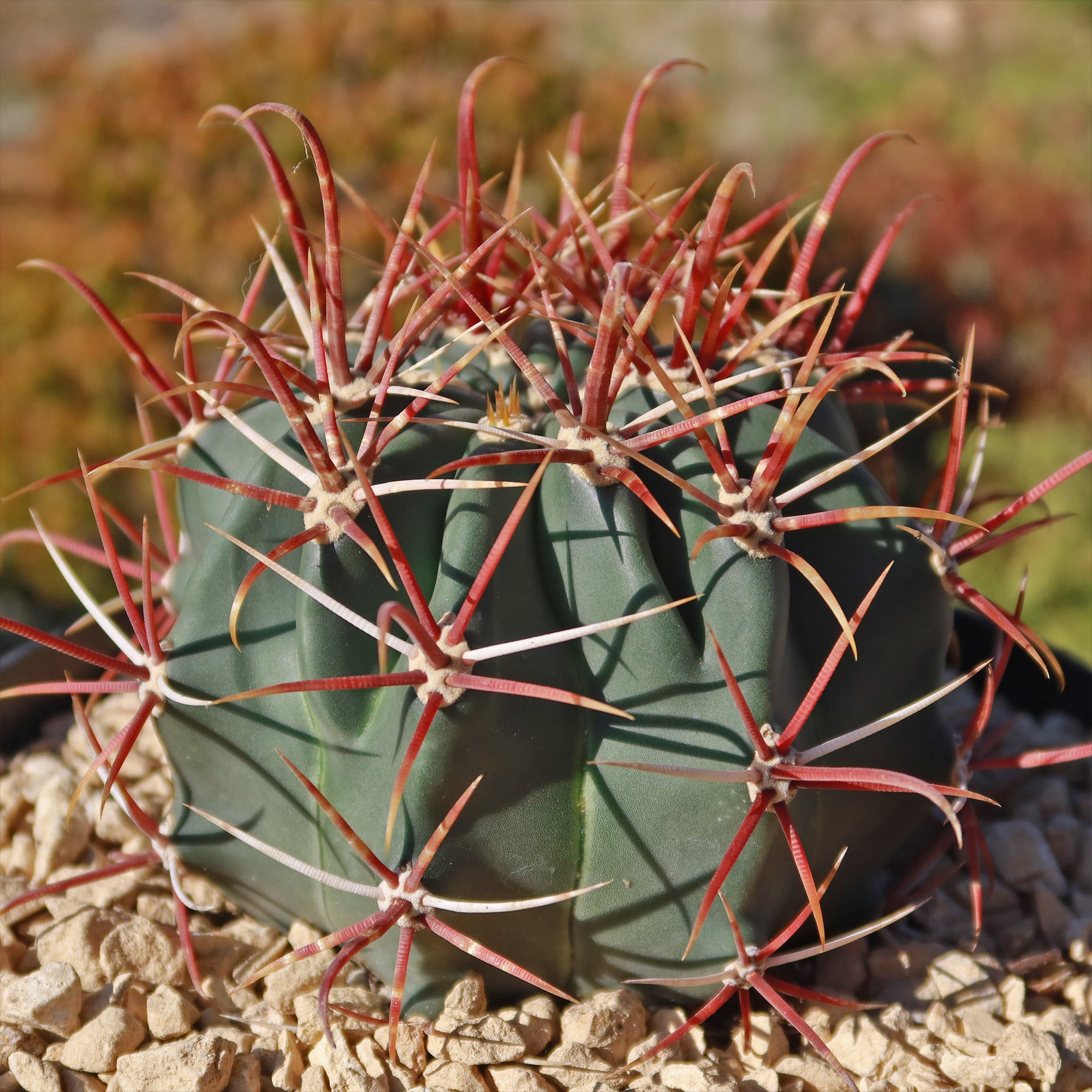 Ferocactus gracilis subs. Gatesii