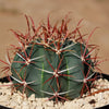 Ferocactus gracilis subs. Gatesii