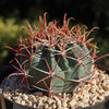 Ferocactus gracilis subs. Gatesii