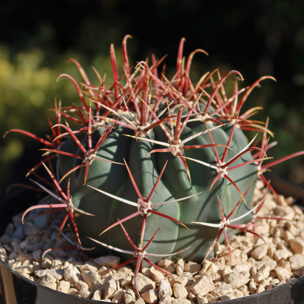 Ferocactus gracilis subs. Gatesii