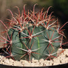 Ferocactus gracilis subs. Gatesii