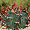 Ferocactus gracilis subs. Gatesii