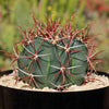 Ferocactus gracilis subs. Gatesii